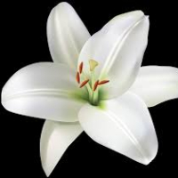 Bergljot Karen Holmgreen